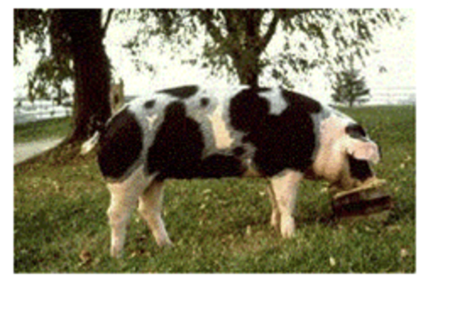 <p>loop ears, semi-intensive, pork</p>
