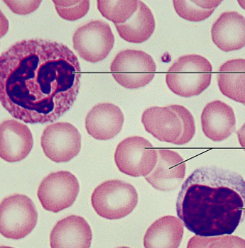 <p>what is the connective tissue?</p>