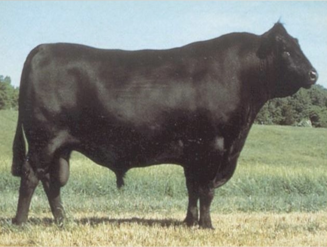<ul><li><p>﻿Official name of the Angus breed is <u>Aberdeen-Angus</u>, where they originated (Scotland).</p></li><li><p>﻿They are black in color, smooth hair coat and are polled.</p></li><li><p>﻿They are an <u>alert and vigorous breed. They produce a desirable carcass of high-quality, well-marbled meat.</u></p></li></ul>