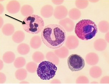 <p>Identify the labelled cell.</p>
