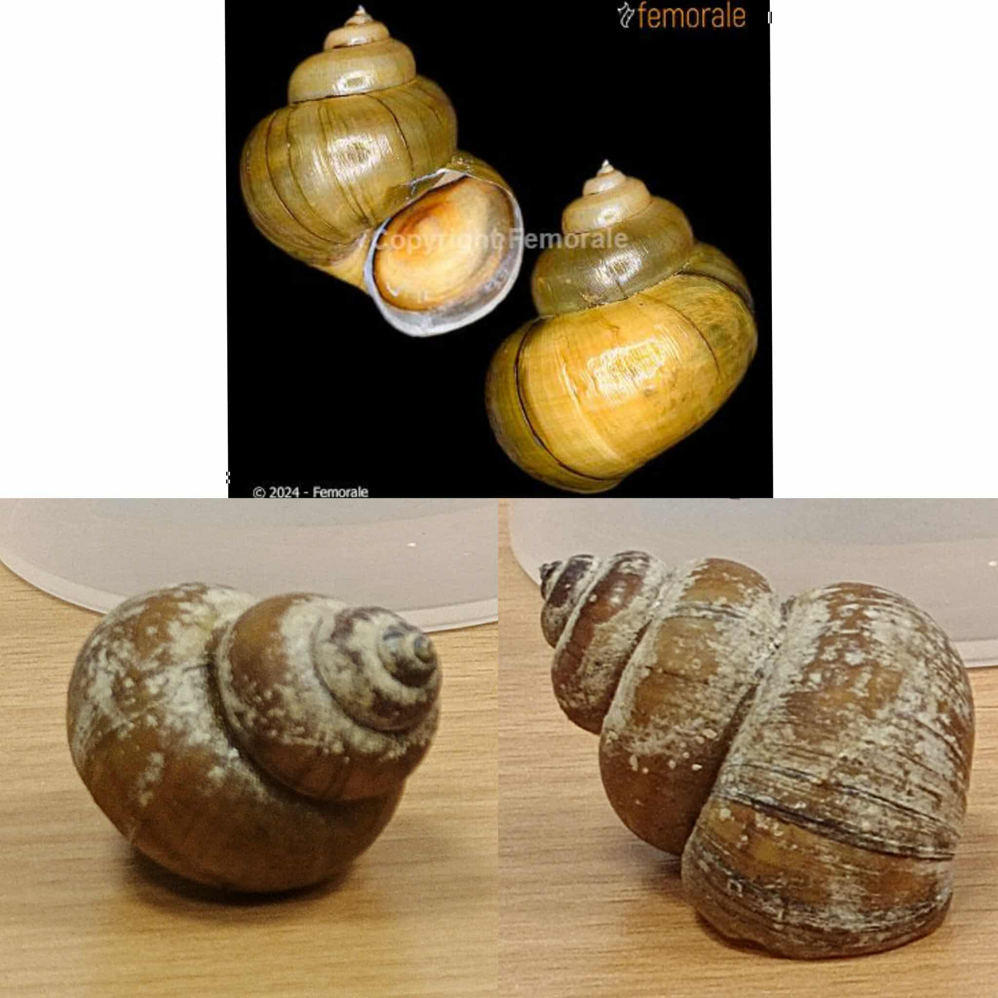 <p>Kmeň: Mollusca (mäkýše)<br>Trieda: Gastropoda (ulitníky)<br>Skupina: Prosobranchia (prednožiabrovce)</p>