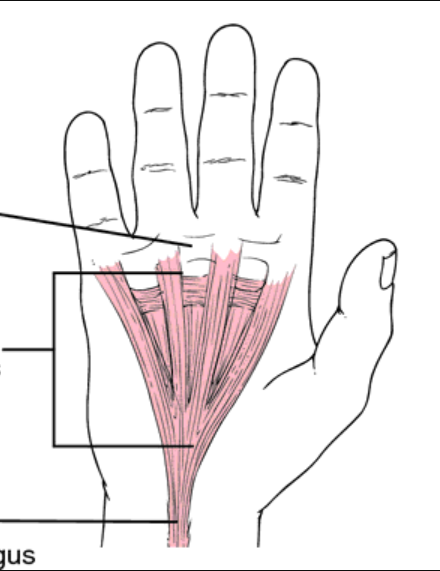 <p>A tendinous sheet that attaches a broad, flat muscle to another muscle, or to several bones of the skeleton</p>