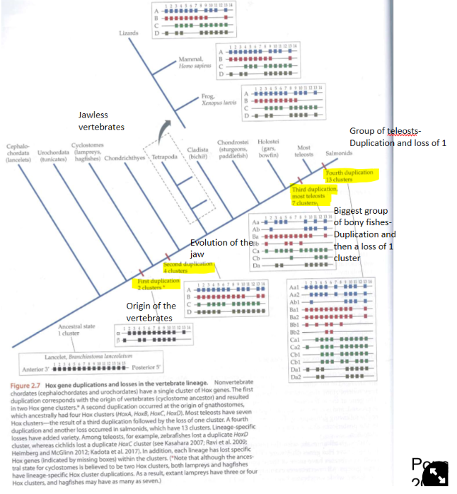 <ul><li><p>developmental genes that control anterior-posterior patterning</p></li><li><p>duplications:</p><ul><li><p>the origin of vertebrates→ first duplication into 2 clusters</p></li><li><p>the evolution of the jaw→ second duplication into 4 clusters</p></li><li><p>the evolution teleosts→ third duplication + loss into 7 clusters</p></li><li><p>the evolution of teleosts into salmonids→ fourth duplication + loss into 13 clusters</p><p><strong>→ duplications add to the complexity of vertebrates</strong></p></li></ul></li></ul>