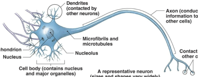 <p>what tissue is this</p>