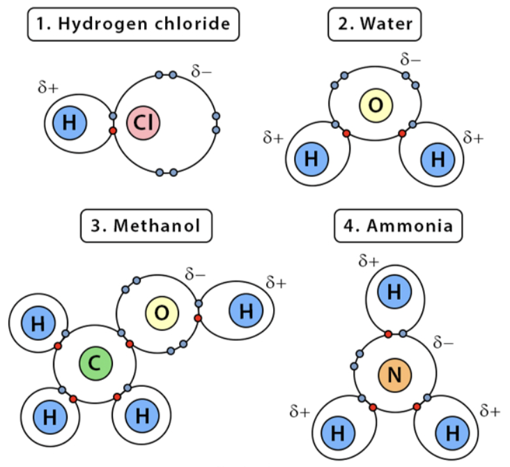 <ul><li><p>electrons are shared <u>unequally</u> between two atoms</p></li><li><p>different electro negativities</p></li><li><p>Hydrophilic </p></li><li><p>ex.) water, hydrogen chloride</p></li></ul><p></p>