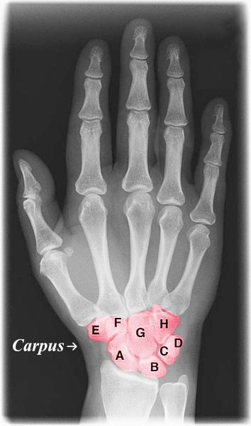 Which bone does ‘==to==’ in the mnemonic device represent: Please tell Luke Skywalker ==to== take Chewy home. 