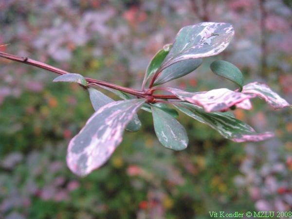 <p><span>dříšťál Thunbergův</span></p>