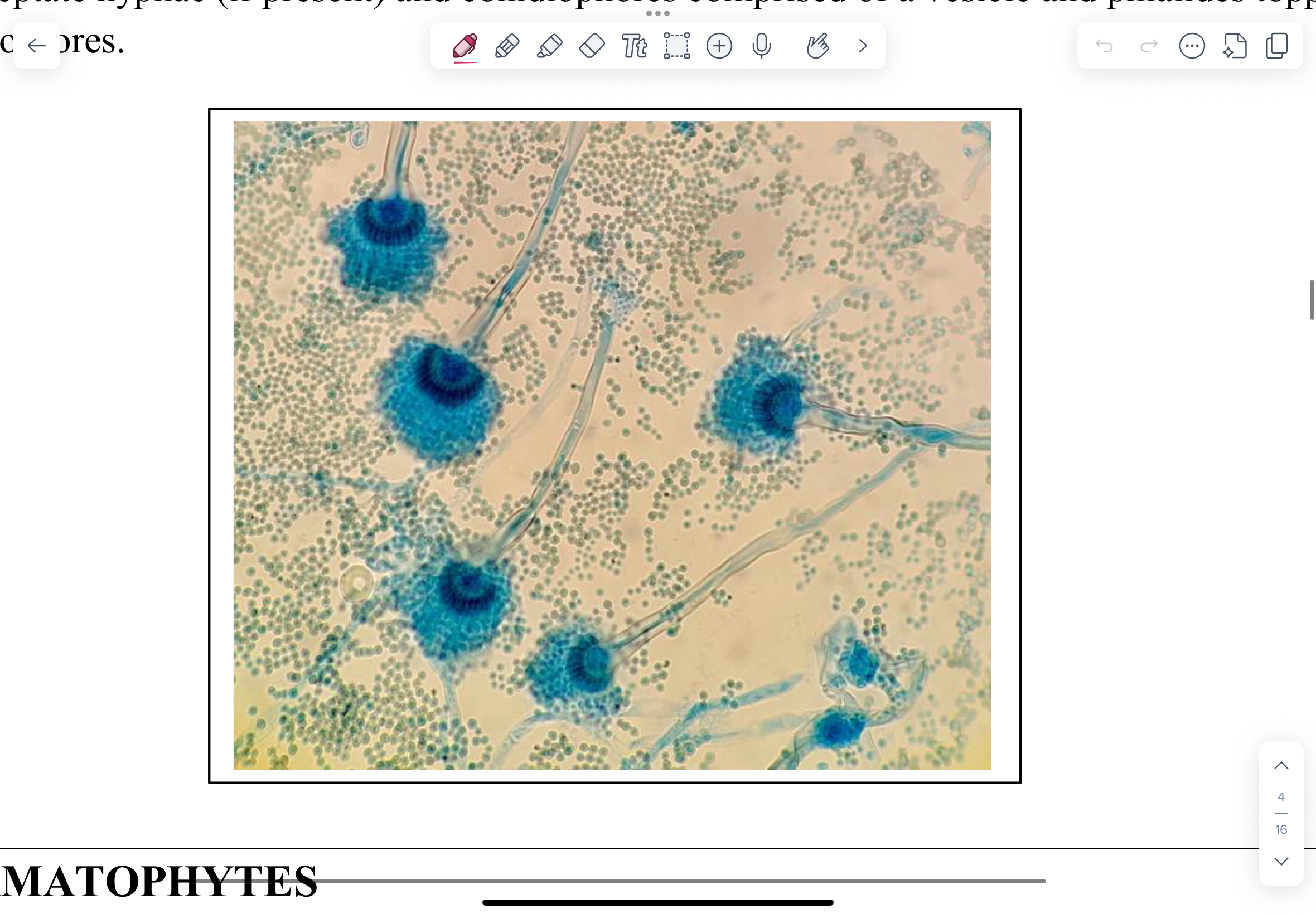 knowt flashcard image