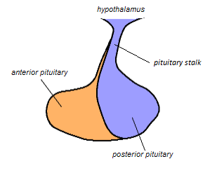 <p>Pituitary stalk (infundibulum).</p>