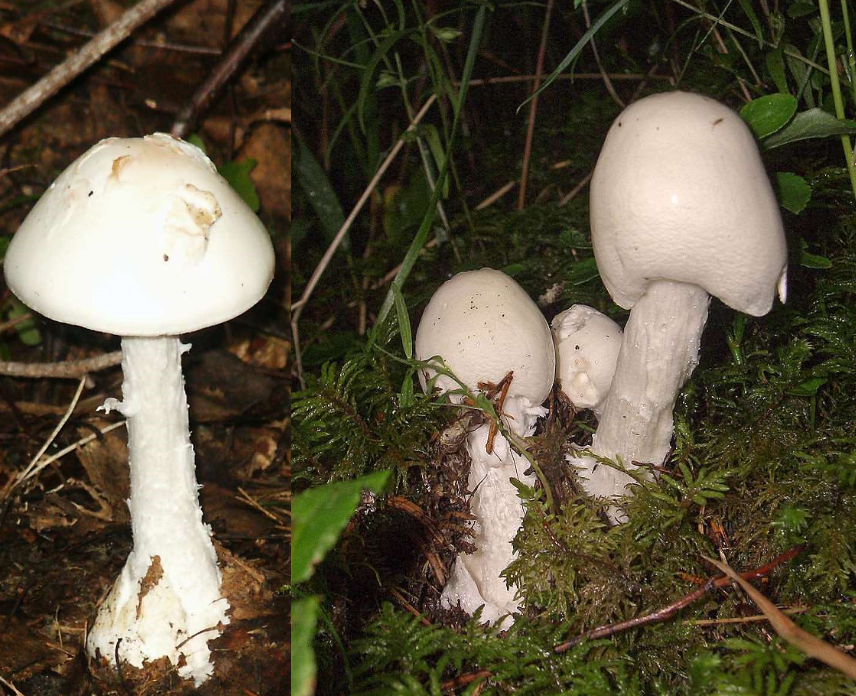<p>Mykorrhiza. Skivling. Mycket giftig och orsakar regelbundet förgiftningsfall med svåra djur och leverskador och ibland även dödsfall. Det finns andra svampar som är giftiga men denna svamp förväxlas med champinjoner. </p>