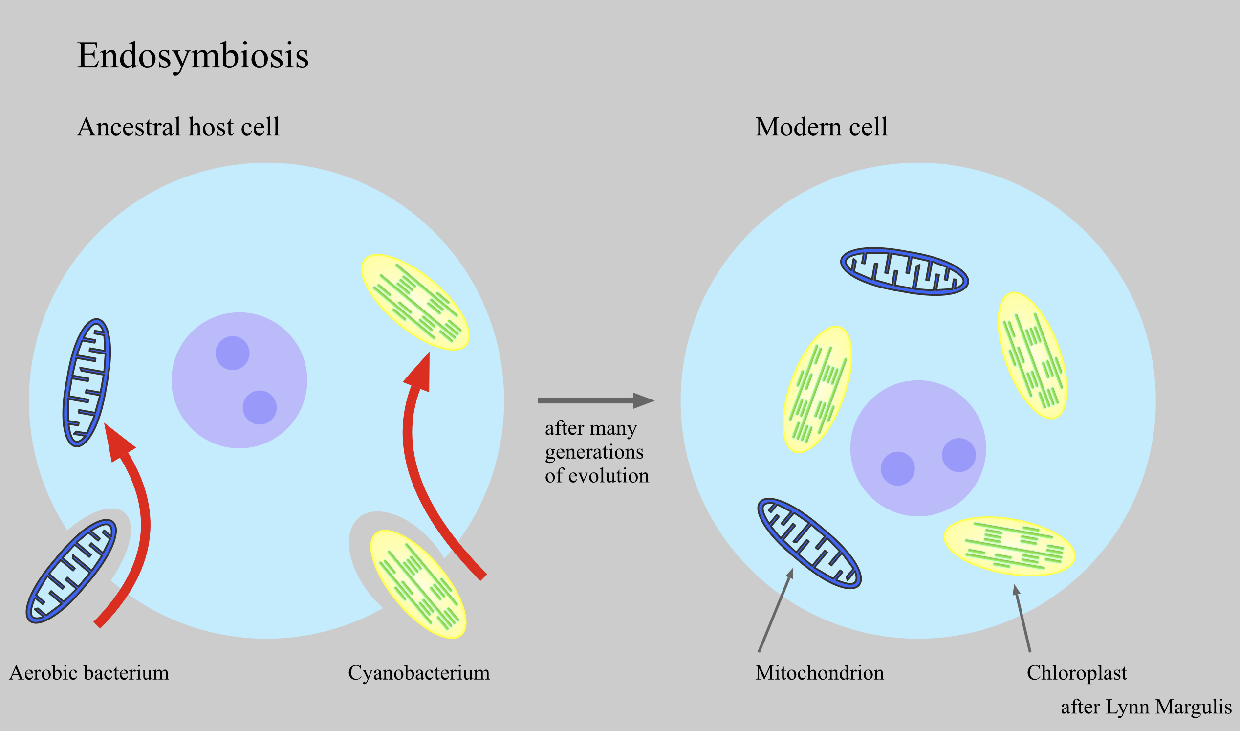 <ul><li><p>a form of symbiosis wherein the symbiont lives within the body of its host</p></li></ul>