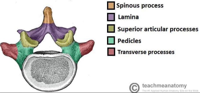 <p>green part - posterior projections</p>