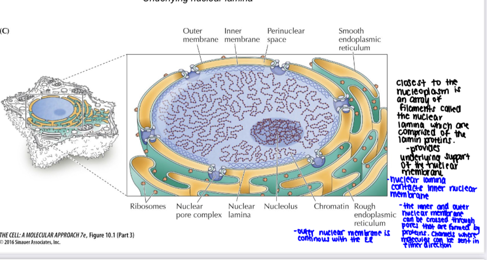 <p>The nuclear envelope comprised of </p>
