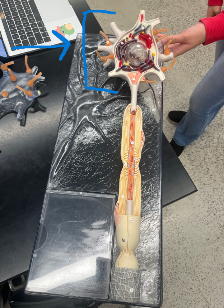 <p>*Also called the Soma</p>