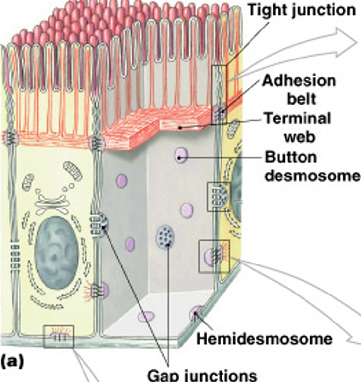 <p>How do cells connect to form tissues?</p>