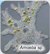 <p>eukaryote</p><p>uncellular/multicellular</p><p>autotroph/heterotroph</p>