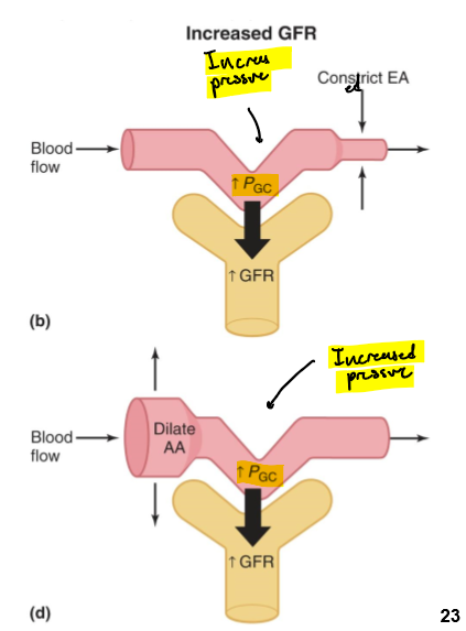 <p>Pressure in the glomerular capillary is increased and so if GFR</p>