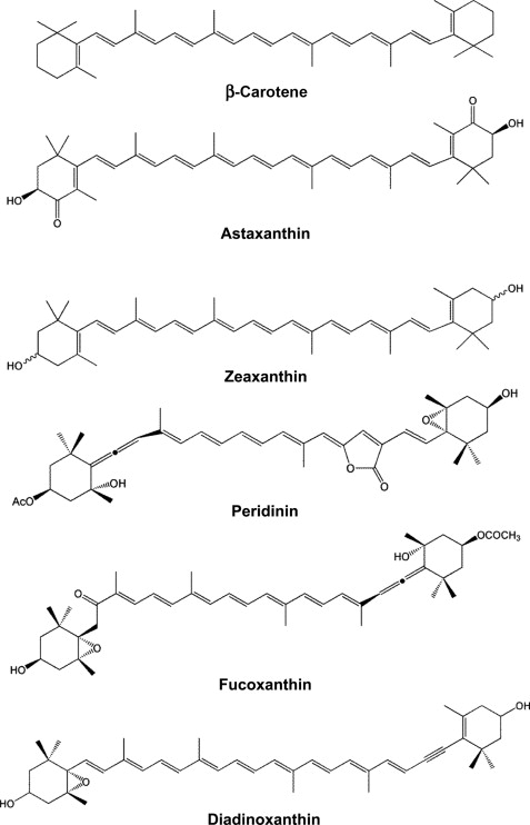 <p>40 carbons</p>