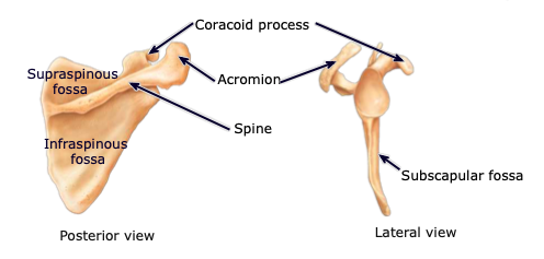 <p>located on the posterior aspect, below the scapular spine; provides attachment sites for muscles</p>