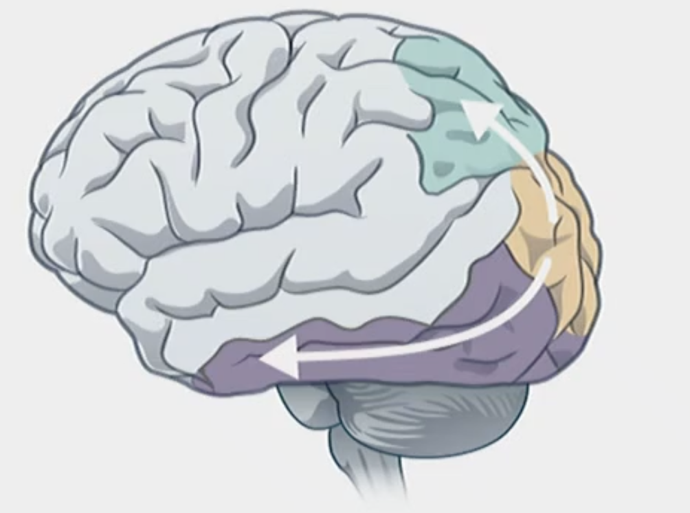 <p>It has been known for 40 years that perception and action are processed independently. </p><p></p><p>Visual input is processed ventrally through the temporal lobe to process object identity (‘what’ pathway). Visual information is also sent dorsally through the parietal lob (‘where/how’ pathway). </p>