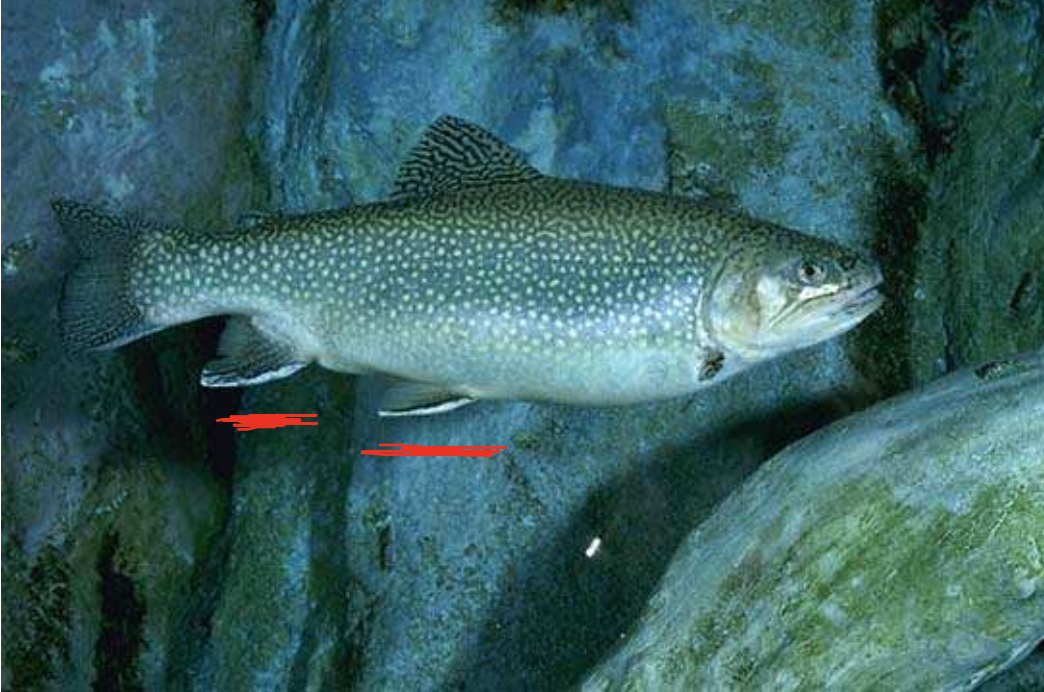 <p>brook char (trout)</p>