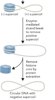 <p>topoisomerase cleaves and reseals the DNA which leaves the negative supercoil intact </p>