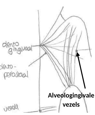 <p>Dentogingivale vezels</p>