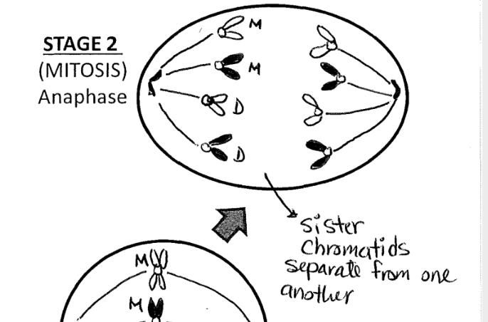 <p>Third stage of mitosis</p>