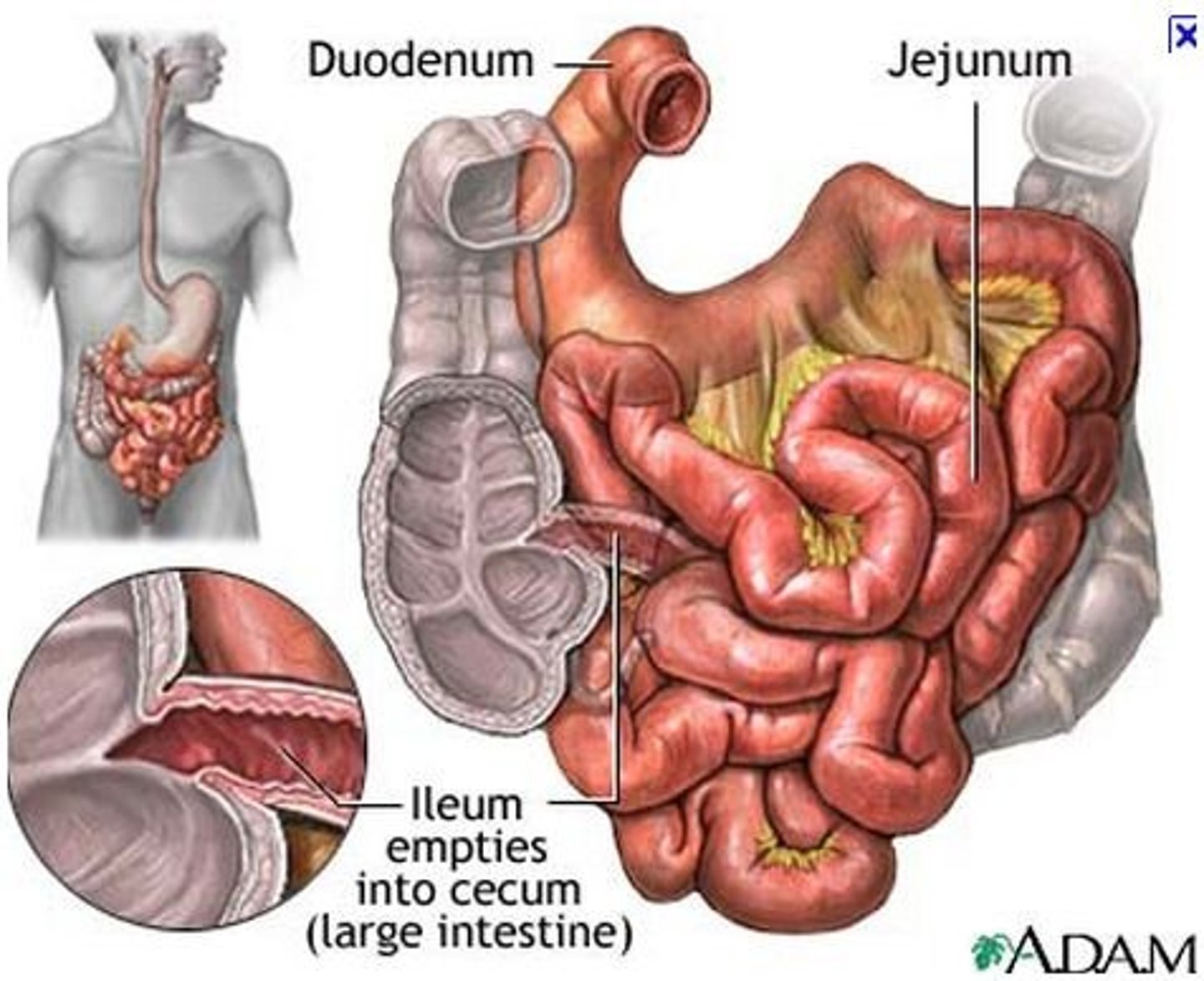 <p>ileum (small intestine)</p>
