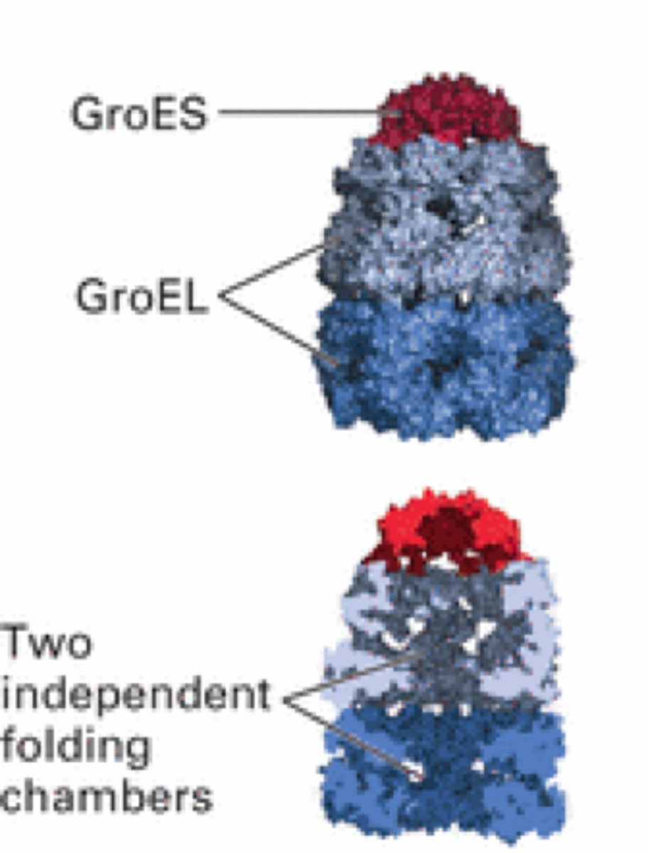 <p>GroEL</p><p>- coordinates with the Hsp10 bacterial co-chaperone GroES</p><p>- prevent misfolding of proteins during times of stress, such as high heat</p>