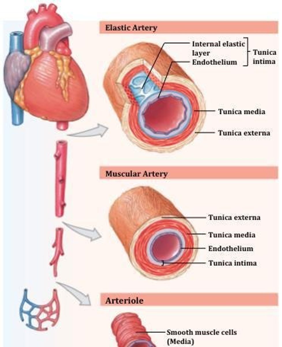 <p>Large conducting arteries such as the pulmonary trunk, aorta, common carotid, and subclavian, characterized by a tunica media with many elastic fibers.</p>