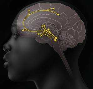 <p>Function: <span><em>Influences movement, learning, attention, and emotion</em></span></p><p>Malfunctions:<em> </em><span><em>Oversupply linked to schizophrenia. Undersupply linked to tremors and decreased mobility in Parkinson’s disease.</em></span></p>