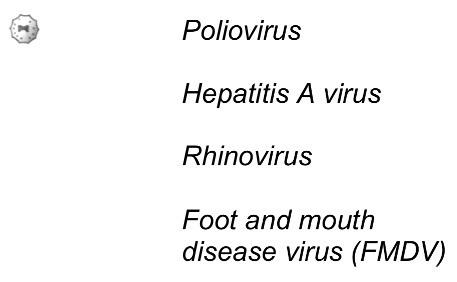 <p>-Icosahedral</p><p>-20-30nm</p><p>-No envelope&nbsp;</p><p></p><p>Cause:</p><p>-Poliomyelitis (poliovirus)</p><p>-Acute hepatitis (hepatitis A virus)</p><p>-Common cold (rhinovirus)</p><p>-Foot and mouth disease (FMDV)</p>