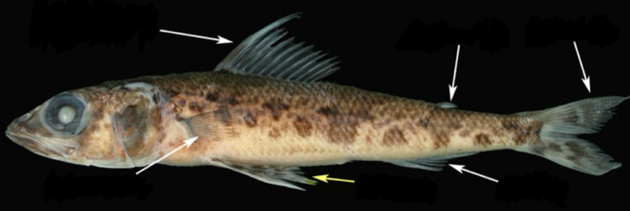 <p>What fin is this and is it paired or unpaired?</p>