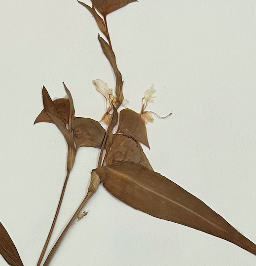 <p><span style="background-color: transparent;"><span>Commelinales</span></span></p><p><span style="background-color: transparent;"><span>Commelinaceae</span></span></p>