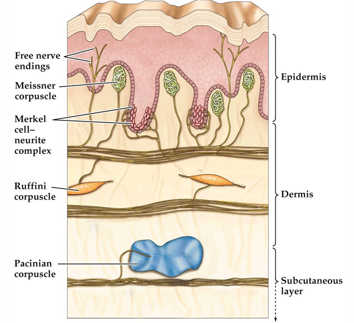 <ul><li><p><span>There are four types of mechanoreceptors in glabrous skin.</span></p><ul><li><p><span>Meissner corpuscles and Merkel complexes are close to the surface</span></p></li><li><p><span>Ruffini organs and Pacinian corpuscles are deeper in the skin.</span></p></li></ul></li><li><p><span>These receptors are innervated by large myelinated axons with cell bodies in the dorsal root ganglia.</span></p></li><li><p><span>Transmission of this information to the brain generates our conscious experience of touch.</span></p></li></ul><p></p>