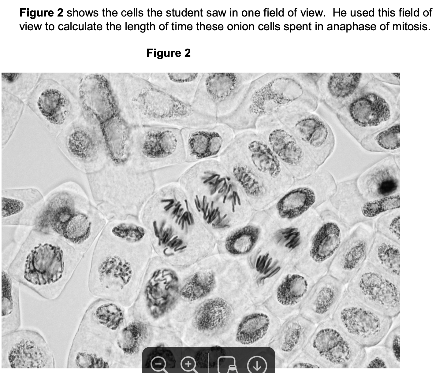 <p>Describe and explain what the student should have done when counting cells to make</p><p class="p1">sure that the mitotic index he obtained for this root tip was accurate.</p>