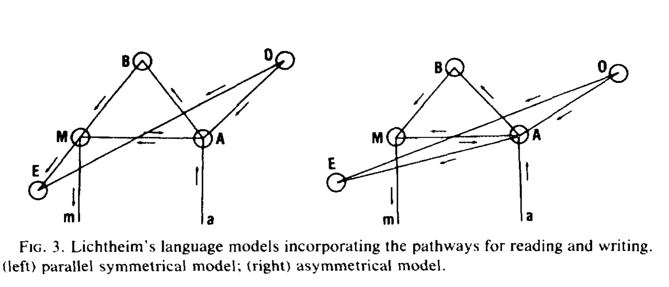 <p>Lichtheim Model</p>