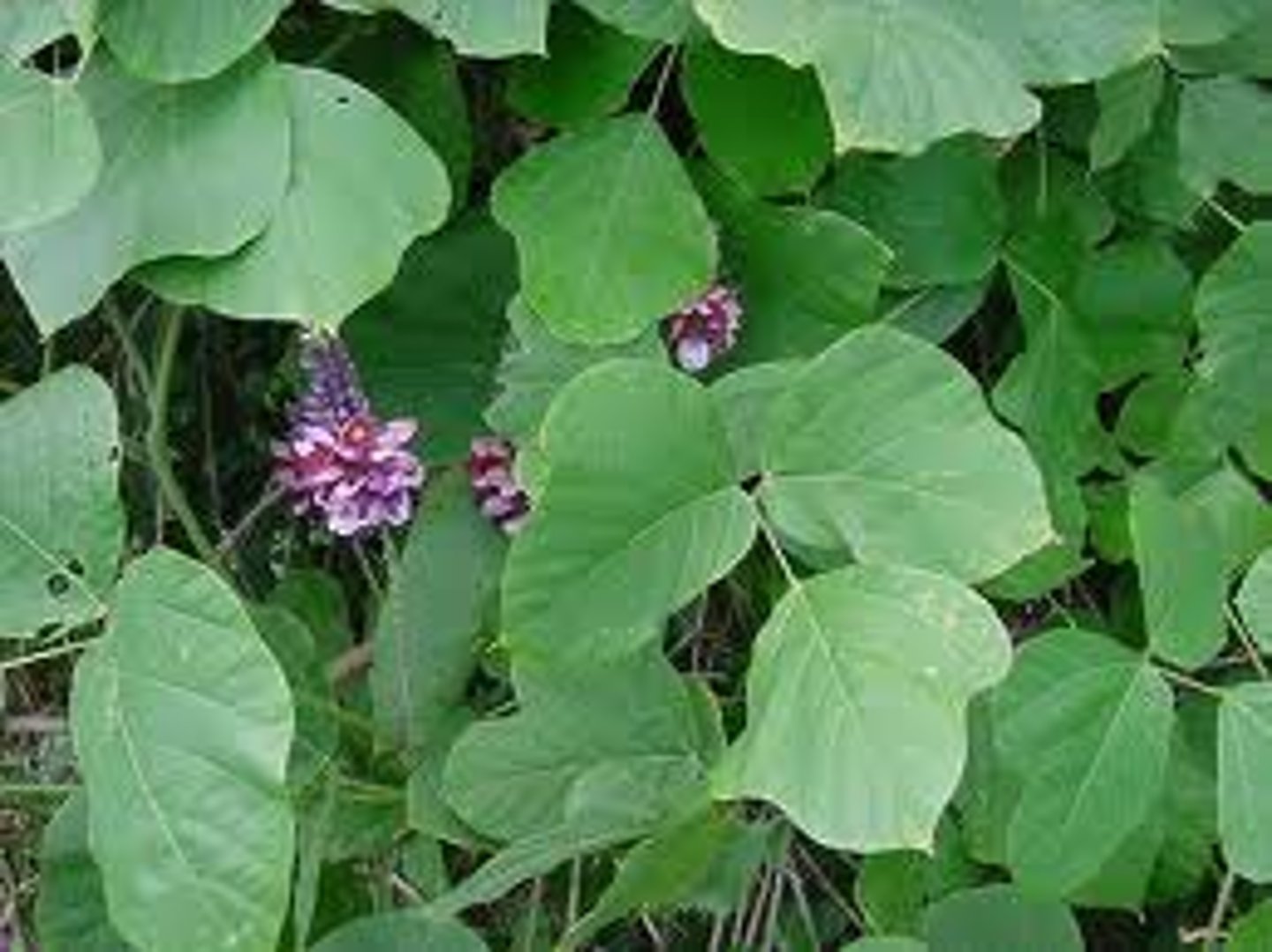 <p>species that enter a ecosystem that DO NOT BELONG and they harm the native species and environment</p><p>Related to: AKA Invasive Species, KUDZU Vine in NC</p><p>Roots: Non- No, Native- Local</p>