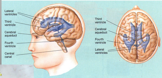 <ul><li><p>Lateral Ventricles</p></li><li><p>Third Ventricle</p></li><li><p>Cerebral Aqueduct</p></li><li><p>Fourth Ventricle</p></li><li><p>Central Canal</p></li></ul><p></p>