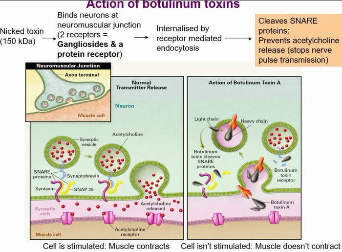 <p>Different serotypes cleaves different snare proteins</p><p>Block acetyl choline vesicle form fusing with cell membrane - no neurotransmission</p><p></p><p>results in flaccid paralysis</p>