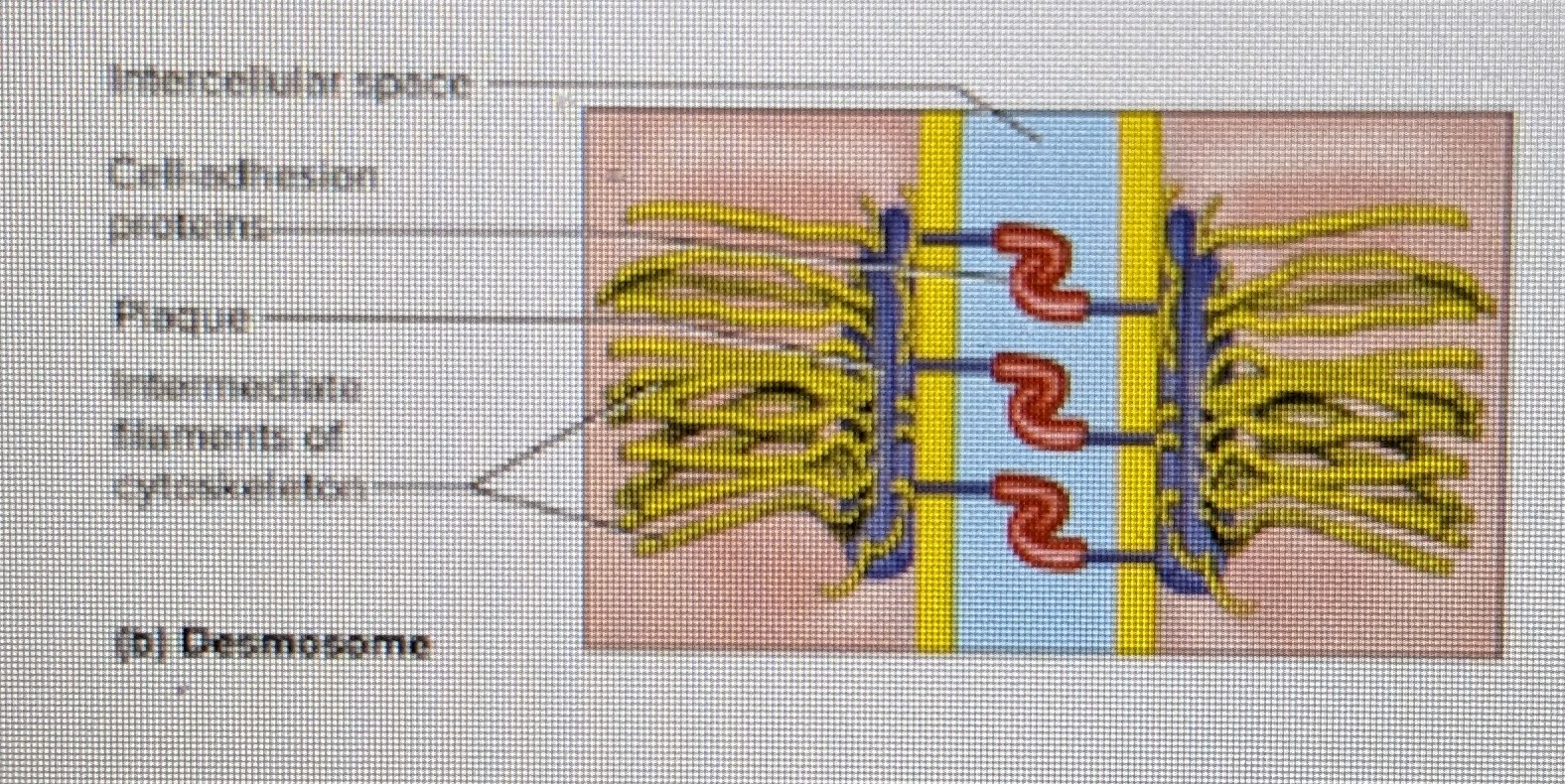 patch that holds cells together (like clothing snap)

* keeps cell from pulling apart-resist mechanical stress, flexibility but with more resistance 
* hook-like, j-shaped proteins arise from cytoskeleton: anchor cytoskeleton to membrane plaque, transmembrane protein from each cell joined by cell adhesion protein 
* hemidesmosomes- half desmosomes that anchor basal cells of an epithelium to underlying basement membrane, epithelium can’t easily peel away from underlying tissues 