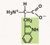 nonpolar, aromatic R group
