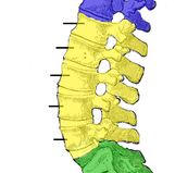<p>Vertebrae</p>