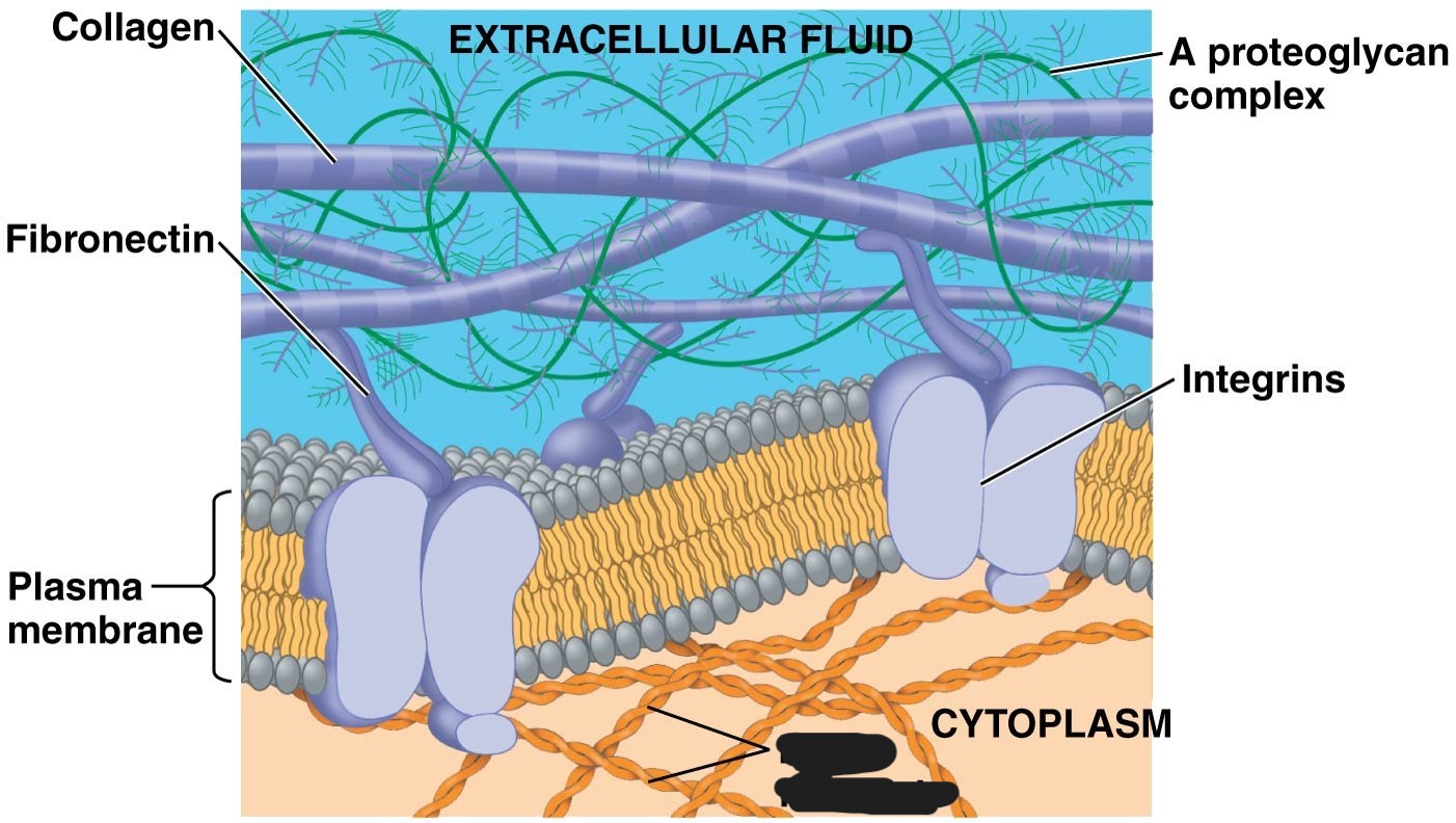 <p>extracellular matrix (ECM)</p>