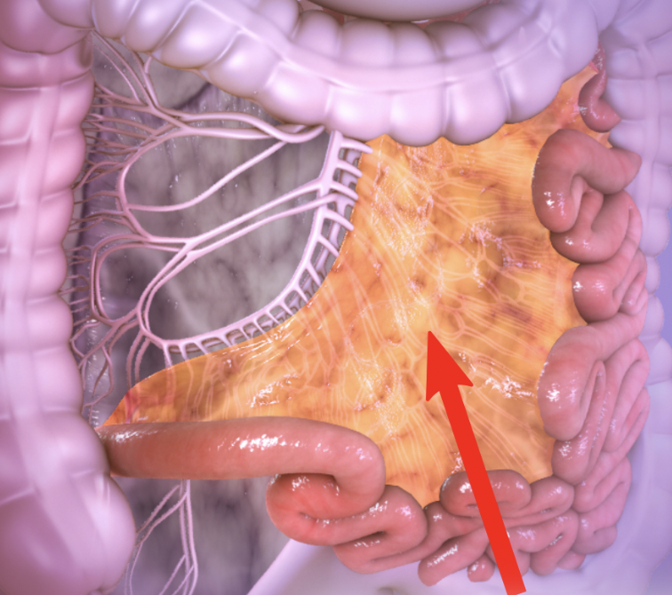 double-layered peritoneum that provides routes for blood vessels to innervate the digestive system; stores fat and secures digestive organs in place