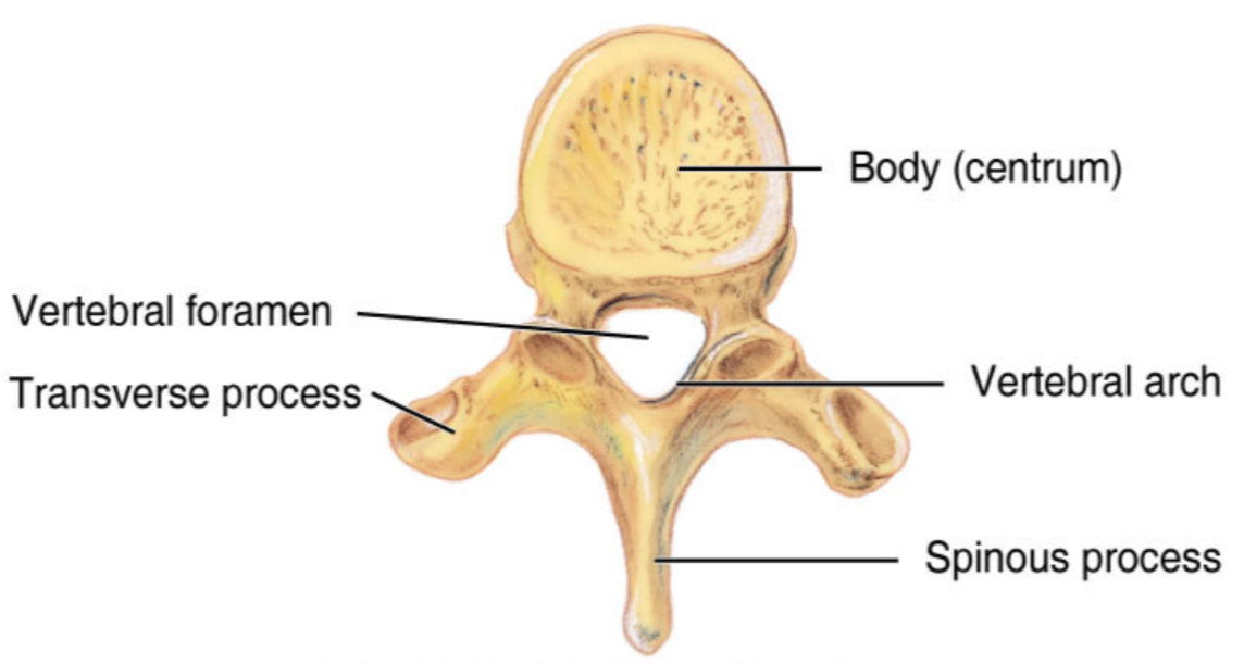 <p>Body, Pericles, laminae, spinous process, transverse process, vertebral foramen, facets, superior and inferior articular processes </p>