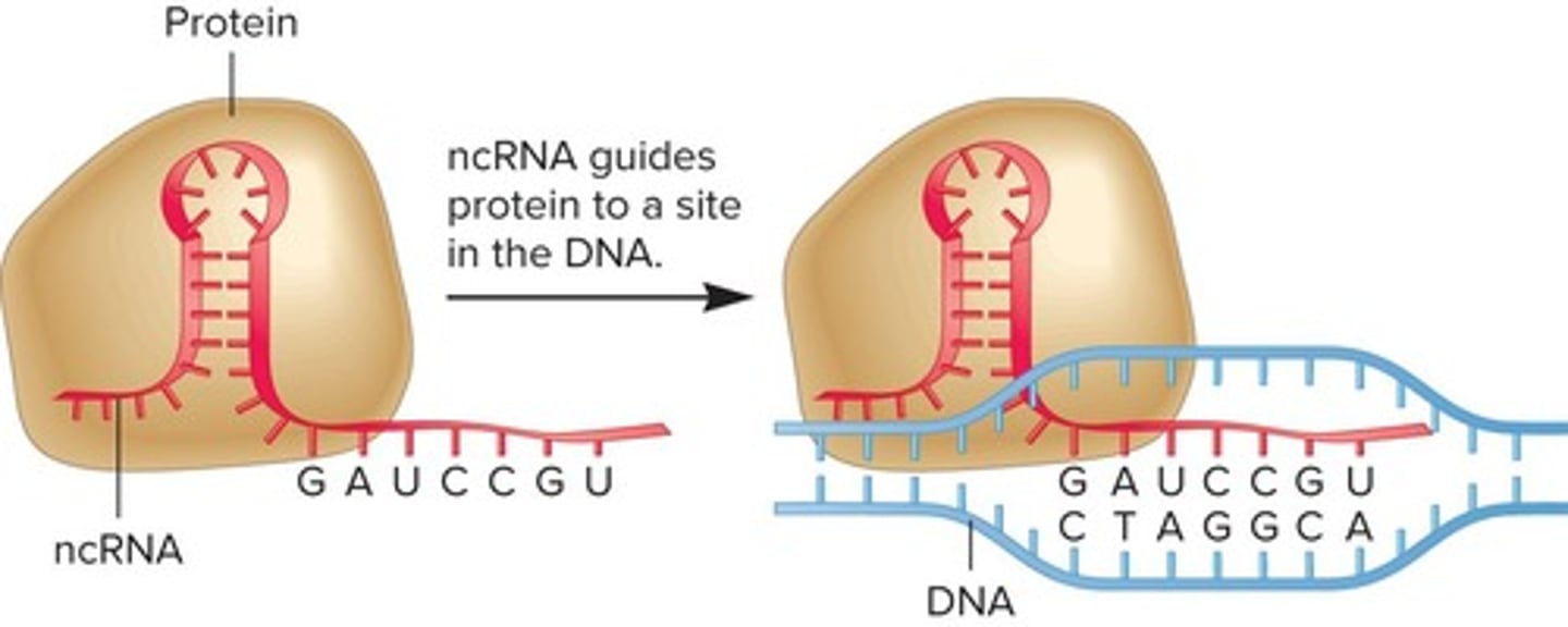 <p>ncRNA directs proteins to specific cellular sites.</p>
