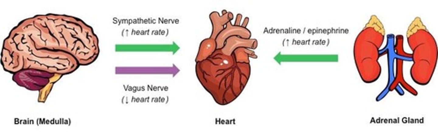 <p>Increases heart rate and contractility during exercise.</p>