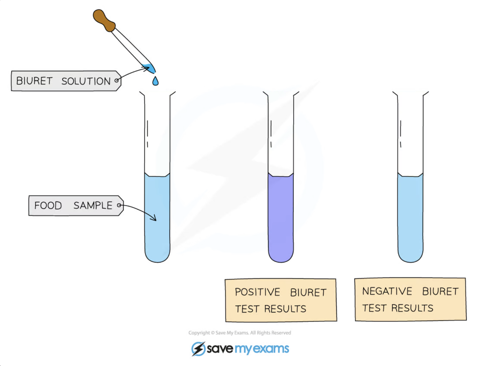 <p>all proteins have peptide bonds containing nitrogen atoms which form a purple complex with <span>Copper(II)</span><sub><sup> </sup></sub>(oxidised carbon) ions</p><ul><li><p>first, equal volumes of the sample and Biuret reagent are mixed</p></li><li><p>if proteins are present, the colour changes from blue to lilac</p></li><li><p>instead of biuret reagent, potassium hydroxide and diluted copper (II) sulphate can be used</p></li></ul><p>For this test to work, there must be at least two peptide bonds present in any protein molecules, so if the sample contains amino acids or dipeptides, the result will be negative</p><p></p><p></p>